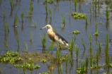 Bali;Indonesia;Southeast-Asia;Asia;Ubud;Javan-Pond_Heron;Ardeola-speciosa;rice-paddy;heron;herons;bird;birds;rice-field;rice-fields;bird-watching