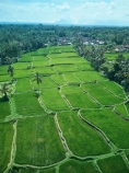 Indonesia;aerial;aerial-photo;aerial-photograph;aerial-photographs;aerial-photography;aerial-photos;aerial-view;aerial-views;aerials;drone-aerial;drone;Ubud;Bali;Tegallalang;Tegallalang-Rice-Terrace;Tegallalang-Rice-Field;Tegallalang-Rice-Terraces;Tegallalang-Rice-Fields;Tegalalang;rice-terrace;rice-terraces;UN-world-heritage-area;UN-world-heritage-site;UNESCO-World-Heritage-area;UNESCO-World-Heritage-Site;united-nations-world-heritage-area;united-nations-world-heritage-site;world-heritage;world-heritage-area;world-heritage-areas;World-Heritage-Park;World-Heritage-site;World-Heritage-Sites;lush;green;verdant