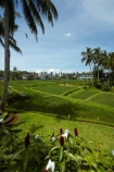 Bali;Indonesia;Southeast-Asia;Asia;Ubud;green;agricultural;agriculture;Asia;Asian;Asian;country;countryside;crop;crops;farm;farming;farmland;palm-tree;palm-trees;Tegallalang;Tegallalang-Rice-Terrace;Tegallalang-Rice-Field;Tegallalang-Rice-Terrace;Tegallalang-Rice-Fieldfarms;field;fields;horticulture;paddock;paddocks;paddy-field;paddy-fields;rice-field;rice-fields;rice-paddies;rice-paddy;rural;Tegalalang;rice-terrace;rice-terraces