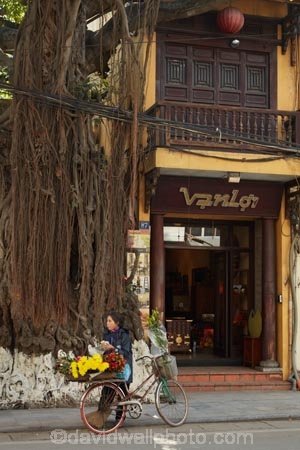Asia;Asian;flower;flowers;Hanoi;hawker;hawkers;Old-Quarter;root;roots;South-East-Asia;Southeast-Asia;street;street-scene;street-scenes;street-vendor;street-vendors;streets;tree-root;tree-roots;vendor;vendors;Vietnam;Vietnamese