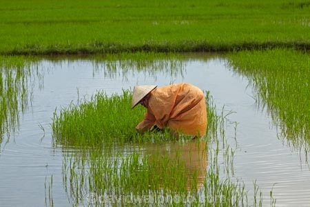 agricultural;agriculture;Asia;Asian;Asian-conical-hat;Asian-conical-hats;Cam-Kim;Cam-Kim-Island;Central-Sea-region;conical-hat;conical-hats;country;countryside;crop;crops;farm;farming;farmland;farms;female;females;field;fields;Hi-An;hard-work;Hoi-An;Hoian;horticulture;Indochina;ladies;lady;leaf-hat;leaf-hats;meadow;meadows;non-la;nÃ³n-lÃ¡;paddock;paddocks;paddy-field;paddy-fields;palm_leaf-conical-hat;pasture;pastures;people;person;rice-field;rice-fields;rice-paddies;rice-paddy;rural;South-East-Asia;Southeast-Asia;Vietnam;Vietnamese;Vietnamese-conical-hat;Vietnamese-conical-hats;Vietnamese-hat;Vietnamese-hats;Vietnamese-symbol;woman;women;worker;workers