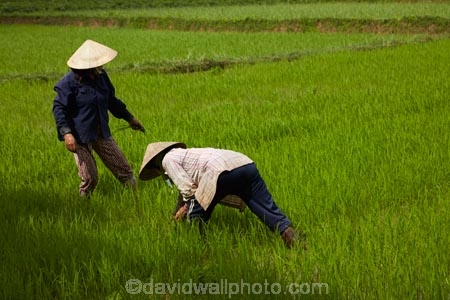 agricultural;agriculture;Asia;Asian;Asian-conical-hat;Asian-conical-hats;Central-Sea-region;conical-hat;conical-hats;country;countryside;crop;crops;farm;farming;farmland;farms;female;females;field;fields;Hi-An;hard-work;Hoi-An;Hoian;horticulture;Indochina;ladies;lady;leaf-hat;leaf-hats;meadow;meadows;non-la;nÃ³n-lÃ¡;paddock;paddocks;paddy-field;paddy-fields;palm_leaf-conical-hat;pasture;pastures;people;person;rice-field;rice-fields;rice-paddies;rice-paddy;rural;South-East-Asia;Southeast-Asia;Vietnam;Vietnamese;Vietnamese-conical-hat;Vietnamese-conical-hats;Vietnamese-hat;Vietnamese-hats;Vietnamese-symbol;woman;women;worker;workers