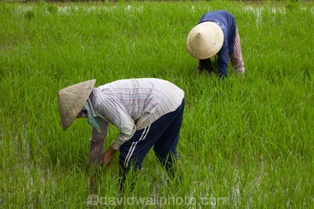 agricultural;agriculture;Asia;Asian;Asian-conical-hat;Asian-conical-hats;Central-Sea-region;conical-hat;conical-hats;country;countryside;crop;crops;farm;farming;farmland;farms;female;females;field;fields;Hi-An;hard-work;Hoi-An;Hoian;horticulture;Indochina;ladies;lady;leaf-hat;leaf-hats;meadow;meadows;non-la;nón-lá;paddock;paddocks;paddy-field;paddy-fields;palm_leaf-conical-hat;pasture;pastures;people;person;rice-field;rice-fields;rice-paddies;rice-paddy;rural;South-East-Asia;Southeast-Asia;Vietnam;Vietnamese;Vietnamese-conical-hat;Vietnamese-conical-hats;Vietnamese-hat;Vietnamese-hats;Vietnamese-symbol;woman;women;worker;workers