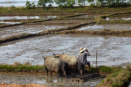 agricultural;agriculture;Asian;buffalo;country;countryside;crop;crops;farm;farm-worker;farm-workers;farmer;farmers;farming;farmland;farms;field;fields;horticulture;laborer;labourer;man;meadow;meadows;men;North-Central-Coast;paddock;paddocks;paddy-field;paddy-fields;pasture;pastures;people;person;plough;ploughing;rice-field;rice-fields;rice-paddies;rice-paddy;rural;Tha-ThiÃªn_Hu-Province;Thua-Thien_Hue-Province;Vietnam;Vietnamese;water;water-buffalos;wet;worker;workers;Asia