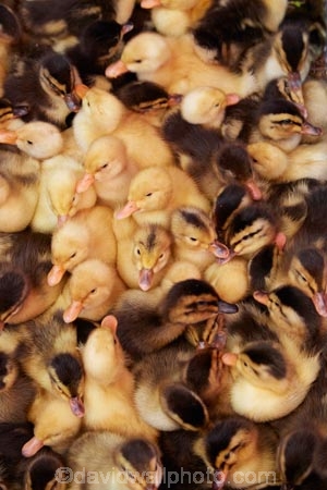 Asia;Asian;bird;birds;Can-Duoc;Can-Duoc-Market;commerce;commercial;duck;ducking;ducklings;ducks;farmer-market;farmer-markets;farmers-market;farmers-markets;farmers-market;farmers-markets;fluffy;food-market;food-markets;food-stall;food-stalls;Long-An-Province,;market;market-day;market-days;market-place;market_place;marketplace;markets;Mekong-Delta;Mekong-Delta-Region;produce;produce-market;produce-markets;retail;retailer;retailers;shop;shopping;shops;South-East-Asia;Southeast-Asia;stall;stalls;steet-scene;street-scenes;Vietnam;Vietnamese