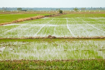 agricultural;agriculture;Asia;Asian;country;countryside;crop;crops;farm;farming;farmland;farms;field;fields;flooded;horticulture;meadow;meadows;Mekong-Delta;paddock;paddocks;paddy-field;paddy-fields;pasture;pastures;rice-field;rice-fields;rice-paddies;rice-paddy;rural;South-East-Asia;Southeast-Asia;Tan-Hoa;Tien-Giang;Tien-Giang-Province;Vietnam;Vietnamese;water;wet