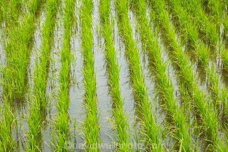 agricultural;agriculture;Asia;Asian;country;countryside;crop;crops;farm;farming;farmland;farms;field;fields;flooded;horticulture;meadow;meadows;Mekong-Delta;paddock;paddocks;paddy-field;paddy-fields;pasture;pastures;rice-field;rice-fields;rice-paddies;rice-paddy;row;rows;rural;South-East-Asia;Southeast-Asia;Tan-Hoa;Tien-Giang;Tien-Giang-Province;Vietnam;Vietnamese;water;wet