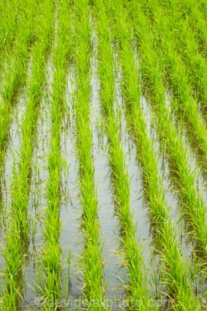 agricultural;agriculture;Asia;Asian;country;countryside;crop;crops;farm;farming;farmland;farms;field;fields;flooded;horticulture;meadow;meadows;Mekong-Delta;paddock;paddocks;paddy-field;paddy-fields;pasture;pastures;rice-field;rice-fields;rice-paddies;rice-paddy;row;rows;rural;South-East-Asia;Southeast-Asia;Tan-Hoa;Tien-Giang;Tien-Giang-Province;Vietnam;Vietnamese;water;wet