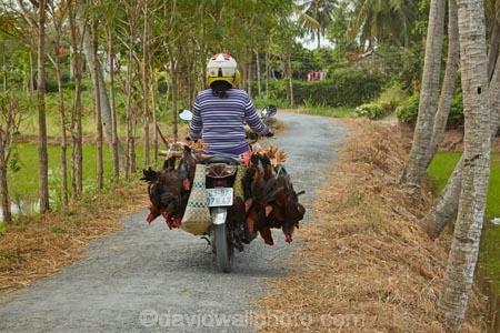 agricultural;agriculture;Asia;Asian;bike;bikes;causeway;causeways;chicken;chickens;country;countryside;crop;crops;farm;farming;farmland;farms;field;fields;flooded;horticulture;meadow;meadows;Mekong-Delta;motorbike;motorbikes;motorcycle;motorcycles;motorscooter;motorscooters;paddock;paddocks;paddy-field;paddy-fields;pasture;pastures;path;paths;pathway;pathways;poutlry;rice-field;rice-fields;rice-paddies;rice-paddy;road;roads;rural;scooter;scooters;South-East-Asia;Southeast-Asia;step_through;step_throughs;Tan-Hoa;Tien-Giang;Tien-Giang-Province;track;tracks;Vietnam;Vietnamese;water;wet
