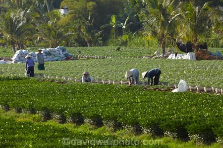 Asia;Asian;flower;flower-nurseries;flower-nursery;flowers;green;Mekong-Delta;Mekong-Delta-Region;nurseries;nursery;people;person;plant;plant-nurseries;plant-nursery;plants;South-East-Asia;Southeast-Asia;Vietnam;Vietnamese;worker;workers