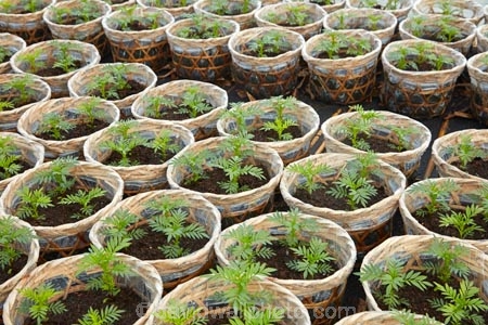 Asia;Asian;Cn-Tho;Can-Tho;grow;growing;Mekong-Delta;Mekong-Delta-Region;nurseries;nursery;plant;plant-nurseries;plant-nursery;plants;seedling;seedlings;South-East-Asia;Southeast-Asia;Vietnam;Vietnamese