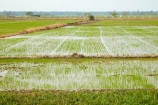 agricultural;agriculture;Asia;Asian;country;countryside;crop;crops;farm;farming;farmland;farms;field;fields;flooded;horticulture;meadow;meadows;Mekong-Delta;paddock;paddocks;paddy-field;paddy-fields;pasture;pastures;rice-field;rice-fields;rice-paddies;rice-paddy;rural;South-East-Asia;Southeast-Asia;Tan-Hoa;Tien-Giang;Tien-Giang-Province;Vietnam;Vietnamese;water;wet