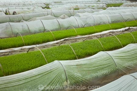 agricultural;agriculture;Asia;country;countryside;crop;crops;farm;farming;farmland;farms;field;fields;horticulture;meadow;meadows;Ninh-Binh;Ninh-BÃ¬nh-province;Ninh-Hai;Northern-Vietnam;nurseries;paddock;paddocks;paddy-field;paddy-fields;pasture;pastures;plant-nursery;plastic-tunnel-houses;Red-River-Delta;rice-field;rice-fields;rice-nursery;rice-paddies;rice-paddy;rural;South-East-Asia;Southeast-Asia;tunnel-house;tunnel-houses;Van-Lam;Vietnam;Vietnamese