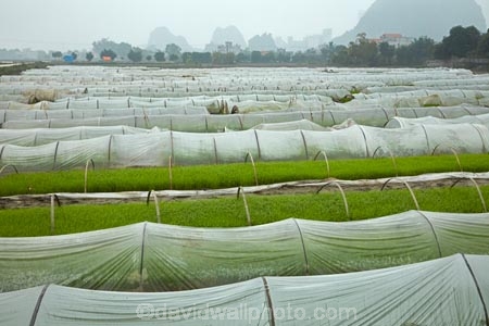 agricultural;agriculture;Asia;country;countryside;crop;crops;farm;farming;farmland;farms;field;fields;horticulture;karst-landscape;limestone-karst-landscape;limestone-landscape;meadow;meadows;Ninh-Binh;Ninh-Bình-province;Ninh-Hai;Northern-Vietnam;nurseries;paddock;paddocks;paddy-field;paddy-fields;pasture;pastures;plant-nursery;plastic-tunnel-houses;Red-River-Delta;rice-field;rice-fields;rice-nursery;rice-paddies;rice-paddy;rock-formation;rock-formations;rural;South-East-Asia;Southeast-Asia;tunnel-house;tunnel-houses;Van-Lam;Vietnam;Vietnamese