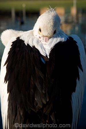Adelaide;animal;animals;aquatic-bird;aquatic-birds;Australasian;Australia;Australian;Australian-Pelican;bird;birds;lake;Lake-Torrens;lakes;marine-bird;marine-birds;Pelecanus-conspicillatus;pelican;pelicans;river;River-Torrens;rivers;S.A.;SA;sleep;sleeping;South-Australia;State-Capital;Torrens-Lake;Torrens-River;water-bird;water-birds;Wildlife