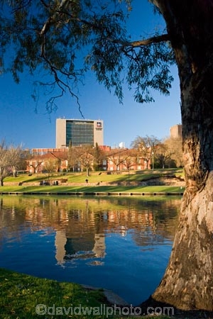 Adelaide;Adelaide-University;Australasian;Australia;Australian;calm;eucalypt;eucalypts;eucalyptus;eucalytis;gum;gum-tree;gum-trees;gums;lake;Lake-Torrens;lakes;placid;quiet;reflection;reflections;river;River-Torrens;rivers;S.A.;SA;serene;smooth;South-Australia;State-Capital;still;The-University-of-Adelaide;Torrens-Lake;Torrens-River;tranquil;tree;trees;University-of-Adelaide;water