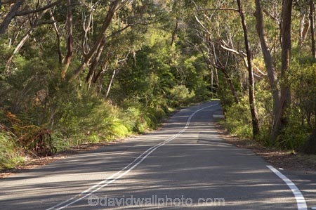 Australasia;Australia;Australian;bend;bends;Blue-Mountains;Blue-Mountains-N.P.;Blue-Mountains-National-Park;Blue-Mountains-NP;Cliff-Dr;Cliff-Dr.;Cliff-Drive;corner;corners;curve;curves;driving;eucalypt;eucalypts;eucalyptus;eucalytis;gum;gum-tree;gum-trees;gums;Katoomba;N.S.W.;New-South-Wales;NSW;road;roads;transport;transportation;travel;traveling;travelling;tree;trees;UN-world-heritage-site;UNESCO-World-Heritage-Site;united-nations-world-heritage-site;world-heritage;world-heritage-area;world-heritage-areas;World-Heritage-Park;World-Heritage-site;World-Heritage-Sites
