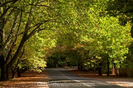 Australia;autuminal;autumn;autumn-colour;autumn-colours;autumnal;avenue;avenues;Blue-Mountains;color;colors;colour;colours;deciduous;fall;leaf;leaves;Mount-Wilson;Mt-Wilson;Mt.-Wilson;N.S.W.;New-South-Wales;NSW;raods;road;season;seasonal;seasons;The-Avenue;tree;trees
