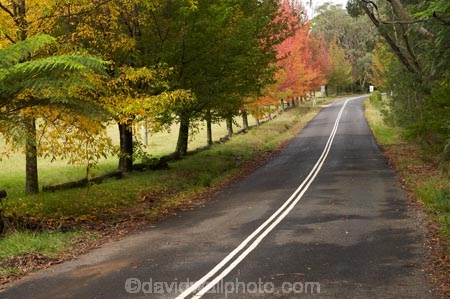 Australia;autuminal;autumn;autumn-colour;autumn-colours;autumnal;avenue;avenues;Blue-Mountains;Cathedral-Reserve;color;colors;colour;colours;deciduous;fall;leaf;leaves;Liquid-Amber;Liquidambar-styraciflua;Mount-Irvine-Rd;Mount-Irvine-Road;Mount-Wilson;Mt-Wilson;Mt.-Wilson;N.S.W.;New-South-Wales;NSW;raods;road;season;seasonal;seasons;tree;trees