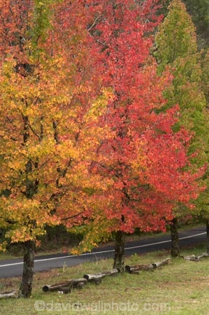 Australia;autuminal;autumn;autumn-colour;autumn-colours;autumnal;avenue;avenues;Blue-Mountains;Cathedral-Reserve;color;colors;colour;colours;deciduous;fall;leaf;leaves;Liquid-Amber;Liquidambar-styraciflua;Mount-Irvine-Rd;Mount-Irvine-Road;Mount-Wilson;Mt-Wilson;Mt.-Wilson;N.S.W.;New-South-Wales;NSW;raods;road;season;seasonal;seasons;tree;trees
