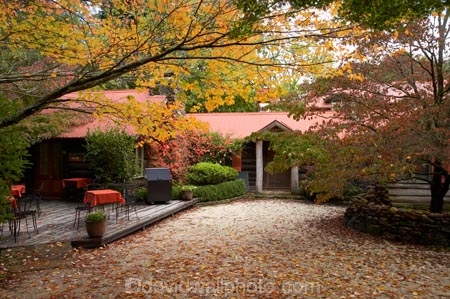 Australia;autuminal;autumn;autumn-colour;autumn-colours;autumnal;Blue-Mountains;cafe;cafes;Chimney-Cottage-Cafe;Chimney-Cottage-Heritage-Cafe;color;colors;colour;colours;deciduous;fall;leaf;leaves;Mount-Wilson;Mt-Wilson;Mt.-Wilson;N.S.W.;New-South-Wales;NSW;Queens-Ave;Queens-Avenue;season;seasonal;seasons;tree;trees