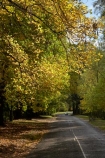 Australia;autuminal;autumn;autumn-colour;autumn-colours;autumnal;avenue;avenues;Blue-Mountains;color;colors;colour;colours;deciduous;fall;leaf;leaves;Mount-Wilson;Mt-Wilson;Mt.-Wilson;N.S.W.;New-South-Wales;NSW;raods;road;season;seasonal;seasons;The-Avenue;tree;trees