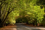 Australia;autuminal;autumn;autumn-colour;autumn-colours;autumnal;avenue;avenues;Blue-Mountains;color;colors;colour;colours;deciduous;fall;leaf;leaves;Mount-Wilson;Mt-Wilson;Mt.-Wilson;N.S.W.;New-South-Wales;NSW;raods;road;season;seasonal;seasons;The-Avenue;tree;trees
