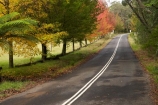 Australia;autuminal;autumn;autumn-colour;autumn-colours;autumnal;avenue;avenues;Blue-Mountains;Cathedral-Reserve;color;colors;colour;colours;deciduous;fall;leaf;leaves;Liquid-Amber;Liquidambar-styraciflua;Mount-Irvine-Rd;Mount-Irvine-Road;Mount-Wilson;Mt-Wilson;Mt.-Wilson;N.S.W.;New-South-Wales;NSW;raods;road;season;seasonal;seasons;tree;trees