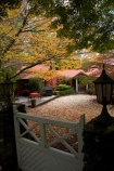 Australia;autuminal;autumn;autumn-colour;autumn-colours;autumnal;Blue-Mountains;cafe;cafes;Chimney-Cottage-Cafe;Chimney-Cottage-Heritage-Cafe;color;colors;colour;colours;deciduous;fall;gate;lamp;leaf;leaves;Mount-Wilson;Mt-Wilson;Mt.-Wilson;N.S.W.;New-South-Wales;NSW;Queens-Ave;Queens-Avenue;season;seasonal;seasons;tree;trees