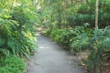 Australia;botanical;Brisbane;City-Botanic-Gardens;footpath;footpaths;forest;forests;path;pathways;Queensland;rain-forest;rain-forests;Rainforest-Pathway;walk;walkway;walkways
