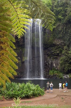 Atherton-Tableland;Atherton-Tablelands;Australasian;Australia;Australian;cascade;cascades;creek;creeks;falls;Millaa-Millaa-Falls;Millaa-Millaa-Waterfall;Millaa-Millaa-Waterfalls;natural;nature;North-Queensland;Qld;Queensland;scene;scenic;stream;streams;tourism;tourist;tourists;tropical-rainforest;tropical-rainforests;water;water-fall;water-falls;waterfall;waterfalls;wet