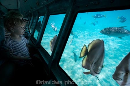 australasian;Australia;australian;Barrier-Reef;cairns;cay;cays;coast;coastal;coastline;coastlines;coasts;coral-cay;coral-cays;coral-reef;coral-reefs;Coral-Sea;dive-site;dive-sites;Ecosystem;Environment;fish;fishes;Glass-Bottomed-Boat;Glass-Bottomed-Boats;Glass_Bottomed-Boat;Glass_Bottomed-Boats;Great-Barrier-Reef;Great-Barrier-Reef-Marine-Park;Green-Is;Green-Is-NP;Green-Is.;green-island;Green-Island-N.P.;Green-Island-National-Park;Green-Island-NP;Green-Island-Resort;holiday;holiday-destination;holiday-destinations;holidaying;holidays;marine-environment;North-Queensland;ocean;oceans;Qld;queensland;reef;reefs;sand-cay;sand-cays;sea;seas;Semi-Sub;Semi-Submarine;Semi-Submarines;Semi-Subs;Semi_Sub;Semi_Submarine;Semi_Submarines;Semi_Subs;SemiSub;SemiSubmarine;SemiSubmarines;SemiSubs;shore;shoreline;shorelines;Shores;south-pacific;tasman-sea;tourism;tourist;tourists;travel;traveler;traveling;traveller;travelling;Tropcial-North-Queensland;tropical;tropical-reef;tropical-reefs;underwater;underwater-photo;underwater-photography;underwater-photos;UNESCO-World-Heritage-Site;vacation;vacationers;vacationing;Vacations;water;Wiorld-Heritage-Site;world-heritage-area;World-Heritage-Park;world-heritage-site