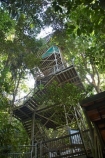 Aerial-Walkway;Australasian;Australia;Australian;beautiful;beauty;boardwalk;bush;Canopy-Tower;Canopy-Walkway;Daintree-Discovery-Centre;Daintree-Forest;Daintree-N.P.;Daintree-National-Park;Daintree-NP;Daintree-Rainforest;endemic;forest;forests;green;native;native-bush;natural;nature;North-Queensland;Qld;Queensland;rain-forest;rain-forests;rain_forest;rain_forests;rainforest;rainforest-canopy;rainforests;scene;scenic;towers;tree;trees;Tropcial-North-Queensland;tropical;tropical-rainforest;tropical-rainforests;tropical-vegetation;UNESCO-World-Heritage-Site;viewing-tower;walkway;Wiorld-Heritage-Site;wood;woods;World-Heritage-Area;World-Heritage-Park;World-Heritage-Site
