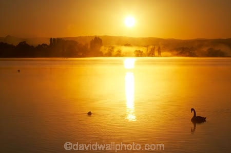 A.C.T.;ACT;Australia;Australian-Capital-Territory;bird;birds;break-of-day;calm;Canberra;capital;capitals;dawn;dawning;daybreak;East-Basin;first-light;lake;Lake-BG;Lake-Burley-Griffin;lakes;mist;mists;misty;morning;orange;placid;quiet;reflection;reflections;serene;silhouette;silhoutettes;smooth;still;sunrise;sunrises;sunup;swan;swans;tranquil;twilight;water