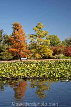 A.C.T.;ACT;Australia;Australian-Capital-Territory;autuminal;autumn;autumn-colour;autumn-colours;autumnal;calm;Canberra;capital;capitals;color;colors;colour;colours;Commonwealth-Park;deciduous;fall;leaf;leaves;Nerang-Pool;park;parks;placid;pond;ponds;quiet;reflection;reflections;season;seasonal;seasons;serene;smooth;still;Swamp-Cypress;Taxodium-distichum;tranquil;tree;trees;water