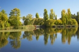 A.C.T.;ACT;Australia;Australian-Capital-Territory;autuminal;autumn;autumn-colour;autumn-colours;autumnal;calm;Canberra;capital;capitals;color;colors;colour;colours;Commonwealth-Park;deciduous;fall;leaf;leaves;Nerang-Pool;park;parks;placid;pond;ponds;poplar;poplar-tree;poplar-trees;poplars;quiet;reflection;reflections;season;seasonal;seasons;serene;smooth;still;tranquil;tree;trees;water