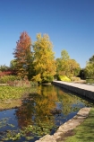 A.C.T.;ACT;Australia;Australian-Capital-Territory;autuminal;autumn;autumn-colour;autumn-colours;autumnal;bridge;bridges;calm;Canberra;capital;capitals;color;colors;colour;colours;Commonwealth-Park;deciduous;fall;foot-bridge;foot-bridges;footbridge;footbridges;leaf;leaves;Nerang-Pool;park;parks;pedestrian-bridge;pedestrian-bridges;placid;pond;ponds;quiet;reflection;reflections;season;seasonal;seasons;serene;smooth;still;Swamp-Cypress;Taxodium-distichum;tranquil;tree;trees;water