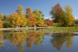A.C.T.;ACT;Australia;Australian-Capital-Territory;autuminal;autumn;autumn-colour;autumn-colours;autumnal;calm;Canberra;capital;capitals;color;colors;colour;colours;Commonwealth-Park;deciduous;fall;leaf;leaves;Nerang-Pool;park;park-bench;park-benches;parks;placid;pond;ponds;quiet;reflection;reflections;season;seasonal;seasons;serene;smooth;still;Swamp-Cypress;Taxodium-distichum;tranquil;tree;trees;water