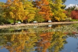 A.C.T.;ACT;Australia;Australian-Capital-Territory;autuminal;autumn;autumn-colour;autumn-colours;autumnal;calm;Canberra;capital;capitals;color;colors;colour;colours;Commonwealth-Park;deciduous;fall;leaf;leaves;Nerang-Pool;park;park-bench;park-benches;parks;placid;pond;ponds;quiet;reflection;reflections;season;seasonal;seasons;serene;smooth;still;Swamp-Cypress;Taxodium-distichum;tranquil;tree;trees;water