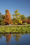 A.C.T.;ACT;Australia;Australian-Capital-Territory;autuminal;autumn;autumn-colour;autumn-colours;autumnal;calm;Canberra;capital;capitals;color;colors;colour;colours;Commonwealth-Park;deciduous;fall;leaf;leaves;Nerang-Pool;park;parks;placid;pond;ponds;quiet;reflection;reflections;season;seasonal;seasons;serene;smooth;still;Swamp-Cypress;Taxodium-distichum;tranquil;tree;trees;water
