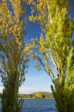 A.C.T.;ACT;Australia;Australian-Capital-Territory;autuminal;autumn;autumn-colour;autumn-colours;autumnal;Canberra;capital;capitals;color;colors;colour;colours;deciduous;fall;lake;Lake-BG;Lake-Burley-Griffin;lakes;leaf;leaves;poplar;poplar-tree;poplar-trees;poplars;season;seasonal;seasons;tree;trees;water;West-Lake