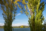 A.C.T.;ACT;Australia;Australian-Capital-Territory;autuminal;autumn;autumn-colour;autumn-colours;autumnal;Canberra;capital;capitals;color;colors;colour;colours;deciduous;fall;lake;Lake-BG;Lake-Burley-Griffin;lakes;leaf;leaves;poplar;poplar-tree;poplar-trees;poplars;season;seasonal;seasons;tree;trees;water;West-Lake