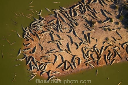 aerial;aerial-image;aerial-images;aerial-photo;aerial-photograph;aerial-photographs;aerial-photography;aerial-photos;aerial-view;aerial-views;aerials;Australasian;Australia;Australian;croc;crocodile-farm;crocodile-farms;Crocodylus-Porosus;crocs;danger;dangerous;Darwin;Darwin-Crocodile-Farm;N.T.;Northern-Territory;NT;Porosus;reptile;reptiles;saltwater-crocodile;saltwater-crocodiles;salty;Top-End