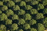 aerial;aerial-image;aerial-images;aerial-photo;aerial-photograph;aerial-photographs;aerial-photography;aerial-photos;aerial-view;aerial-views;aerials;Australasian;Australia;Australian;country;countryside;crop;crops;Darwin;farm;farming;farmland;farms;field;fruit;fruit-tree;fruit-trees;horticulture;N.T.;Northern-Territory;NT;orchard;orchards;pattern;patterns;row;row-rows;rows;rural;Top-End;tree;trees