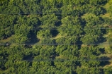 aerial;aerial-image;aerial-images;aerial-photo;aerial-photograph;aerial-photographs;aerial-photography;aerial-photos;aerial-view;aerial-views;aerials;Australasian;Australia;Australian;bird-net;bird-nets;bird-netting;country;countryside;crop;crops;Darwin;farm;farming;farmland;farms;field;fruit;fruit-tree;fruit-trees;horticulture;N.T.;net;nets;netting;Northern-Territory;NT;orchard;orchards;pattern;patterns;row;row-rows;rows;rural;Top-End;tree;trees