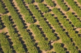 aerial;aerial-image;aerial-images;aerial-photo;aerial-photograph;aerial-photographs;aerial-photography;aerial-photos;aerial-view;aerial-views;aerials;Australasian;Australia;Australian;country;countryside;crop;crops;Darwin;farm;farming;farmland;farms;field;fruit;fruit-tree;fruit-trees;horticulture;N.T.;Northern-Territory;NT;orchard;orchards;pattern;patterns;row;row-rows;rows;rural;Top-End;tree;trees