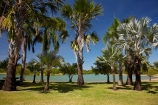 Australasian;Australia;Australian;Darwin;East-Point-Recreation-Reserve;East-Point-Reserve;Lake-Alexander;N.T.;Northern-Territory;NT;palm-tree;palm-trees;Top-End