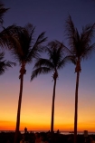 Australasian;Australia;Australian;Darwin;dusk;evening;Mindil-Beach;Mindil-Beach-Market;Mindil-Beach-Markets;Mindil-Beach-Sunset-Market;Mindil-Beach-Sunset-Markets;Mindil-Market;Mindil-Markets;Mindil-Sunset-Market;Mindil-Sunset-Markets;N.T.;nightfall;Northern-Territory;NT;orange;palm-tree;palm-trees;silhouette;silhouettes;sky;sunset;sunsets;Top-End;twilight