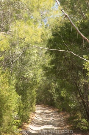 australasia;Australia;australian;bush;forest;forests;Fraser-Island;great-sandy-n.p.;great-sandy-national-park;great-sandy-np;islands;native-bush;queensland;rainforest;road;roads;sand;sandy;track;tracks;tree;trees;UN-world-heritage-site;united-nations-world-heritage-s;vegetation;world-heritage;World-Heritage-site