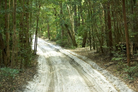 australasia;Australia;australian;bush;forest;forests;Fraser-Island;great-sandy-n.p.;great-sandy-national-park;great-sandy-np;islands;native-bush;queensland;rainforest;road;roads;sand;sandy;track;tracks;tree;trees;UN-world-heritage-site;united-nations-world-heritage-s;vegetation;world-heritage;World-Heritage-site